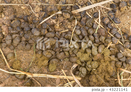 manure animal dung donkey shit soil fertilizer manure animal dung donkey shit soil fertilizer 43221141
