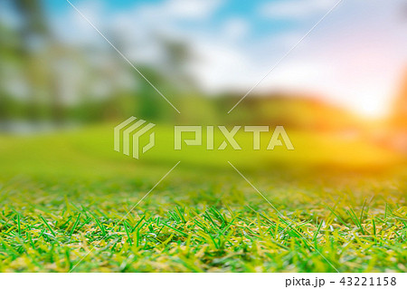 green field grass Hills view of golf course 43221158