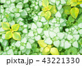 観葉植物 43221330