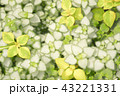 観葉植物 43221331