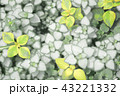 観葉植物 43221332