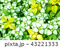 観葉植物 43221333