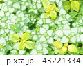 観葉植物 43221334