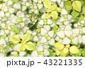 観葉植物 43221335