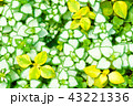 観葉植物 43221336