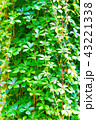 観葉植物 43221338