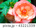 花 43221339