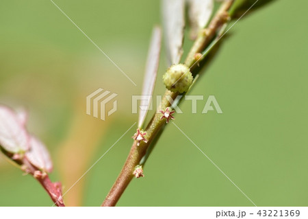 コミカンソウのメバナ 雌花 コミカンソウのメバナ 雌花 43221369