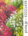 花 43221439