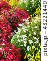 花 43221440