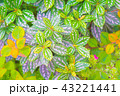 花 43221441