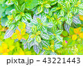 花 43221443