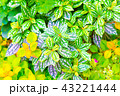 花 43221444