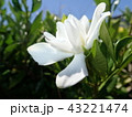 クチナシ（ガーデニア） 43221474