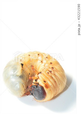 国産カブトムシの幼虫　白背景 43221590