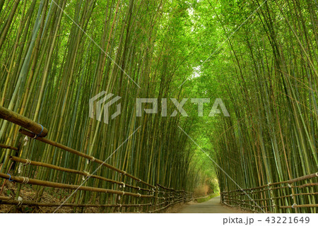 竹藪 竹薮 タケヤブ 43221649