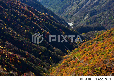奥日光の紅葉 43221914