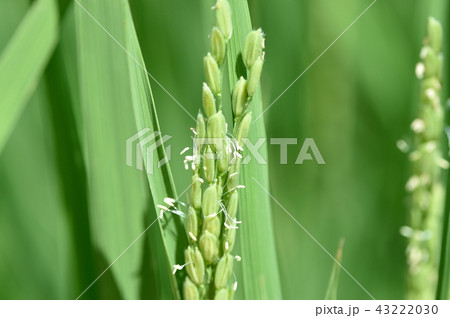 稲の開花 おしべ もみ 稲の開花 おしべ もみ 43222030