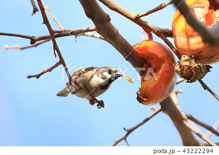 柿をついばむスズメ 柿をついばむスズメ 43222294