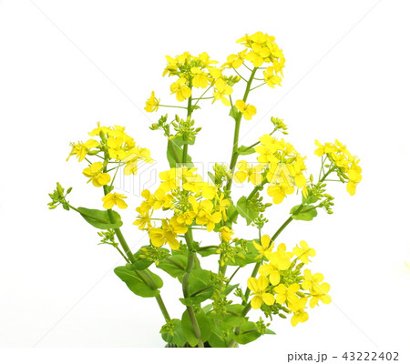 菜の花 43222402