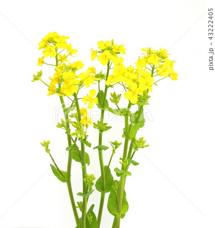 菜の花 43222405