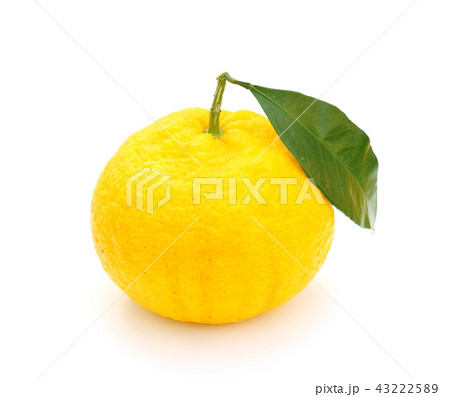 甘夏 甘夏 43222589