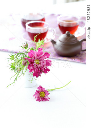 コスモス ティータイム コスモス ティータイム 43222981