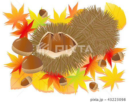 栗5 栗とドングリと落ち葉のイラスト素材