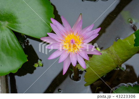 pink waterlily, lotus 43223306