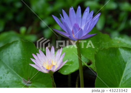 pink and purple water lily with green leaves 43223342
