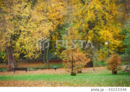 Autumnal park with colorful leaves 43223346