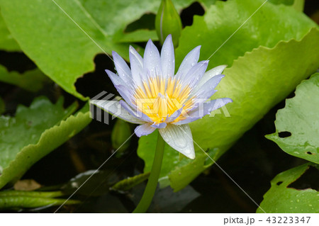 blue water lily with green leaves 43223347