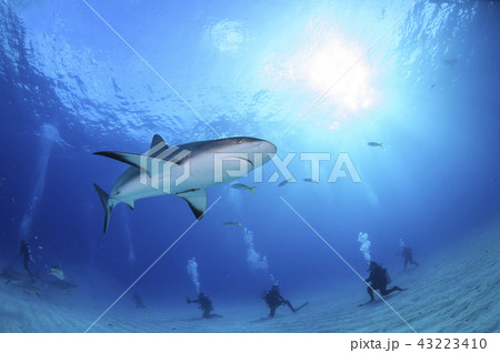 バハマにてサメ 43223410