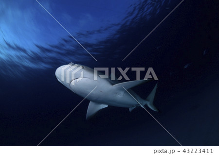 バハマにてサメ 43223411