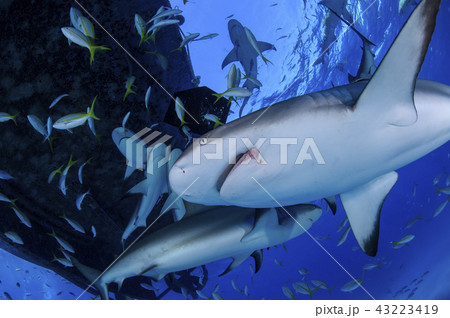 バハマにてサメの群れ 43223419