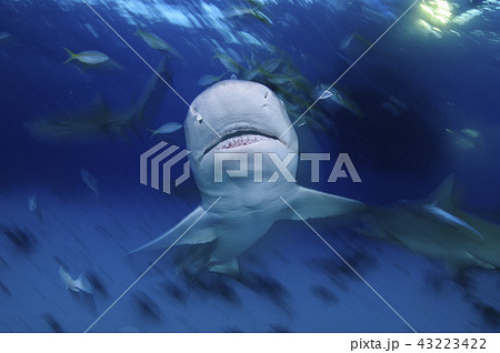レモンザメの顔 43223422