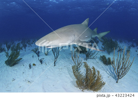 泳ぐレモンザメ 泳ぐレモンザメ 43223424