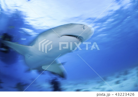 泳ぐレモンザメ 43223426