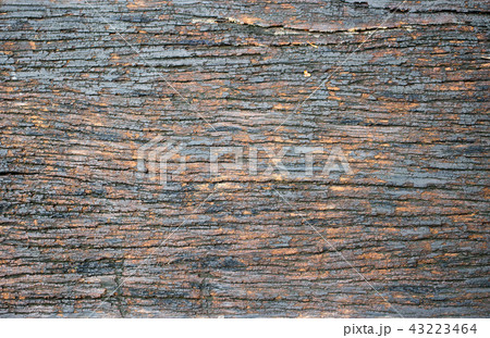 old wet wood texture in jungle for background. 43223464