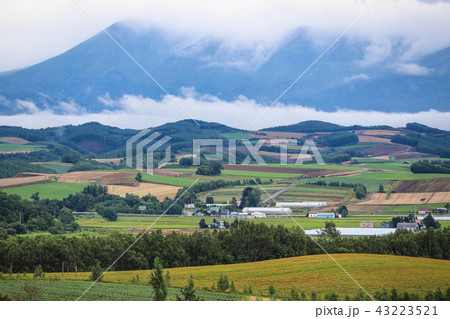 パッチワークの丘 美瑛 パッチワークの丘 美瑛 43223521