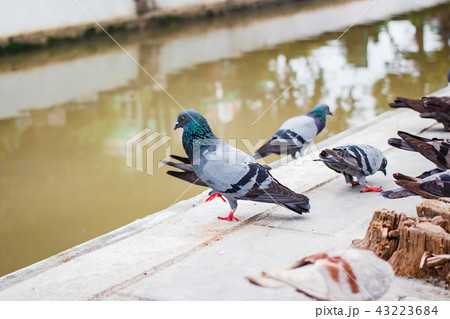 Pegions or doves inhabited the city, Thailand. Pegions or doves inhabited the city, Thailand. 43223684