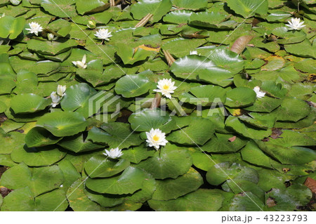 道後公園湯築城のお堀の睡蓮 道後公園湯築城のお堀の睡蓮 43223793