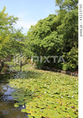 道後公園湯築城のお堀の睡蓮 43223795