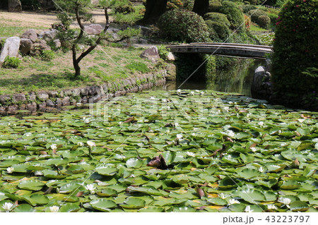 道後公園湯築城のお堀の睡蓮 道後公園湯築城のお堀の睡蓮 43223797