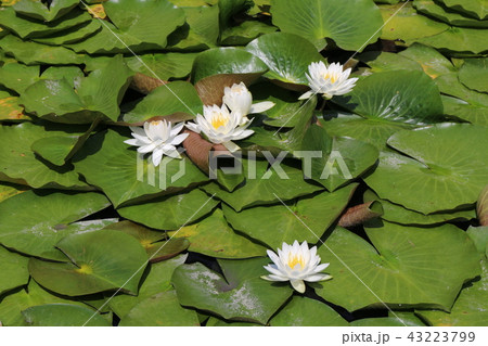 道後公園湯築城のお堀の睡蓮 43223799