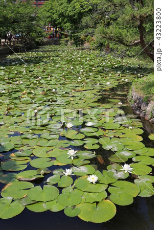 道後公園湯築城のお堀の睡蓮 43223800