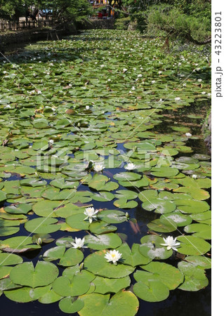 道後公園湯築城のお堀の睡蓮 道後公園湯築城のお堀の睡蓮 43223801