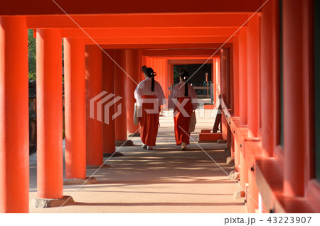 奈良・春日大社 43223907