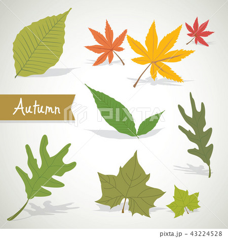 Set of colorful autumn leaves Nature Vector 43224528
