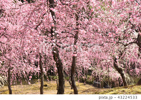 梅の花 43224533